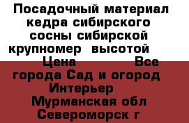 Посадочный материал кедра сибирского (сосны сибирской) крупномер, высотой 3-3.5  › Цена ­ 19 800 - Все города Сад и огород » Интерьер   . Мурманская обл.,Североморск г.